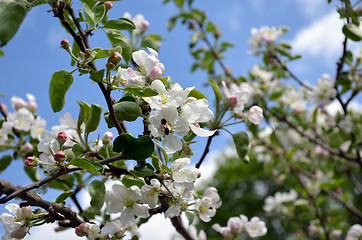 Image showing Blooming apple tree branch and bee collect nectar 