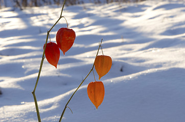 Image showing Husk tomatoe Physalis alkekengi plant in winter 