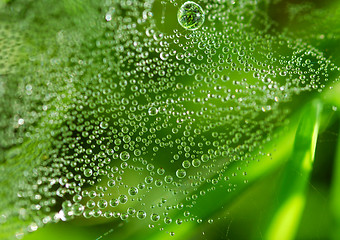 Image showing Dew drops on the web