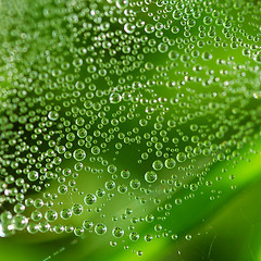 Image showing Dew drops on the web