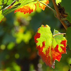 Image showing Autumn vine leaves