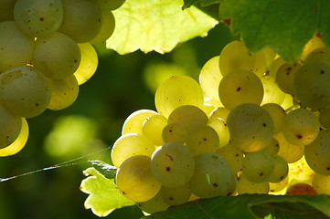 Image showing White grapes