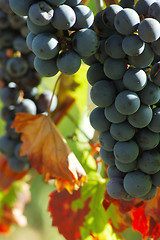Image showing Black grapes