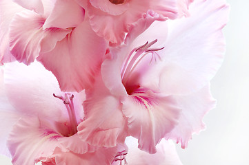 Image showing Pink gladiolus