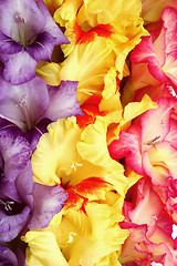 Image showing Colorful gladioli