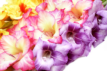 Image showing Colorful gladioli