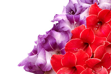 Image showing Gladiolus