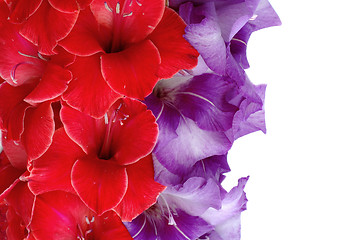 Image showing Gladiolus