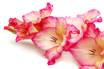 Image showing Gladiolus