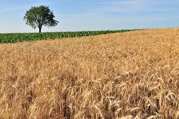 Image showing Cereal field