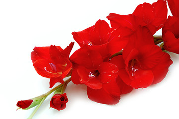 Image showing Red gladiolus