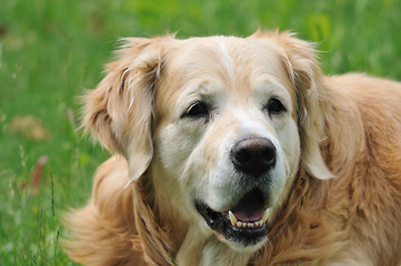 Image showing Golden retriever