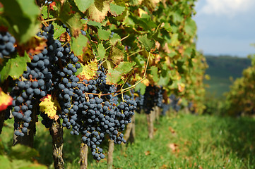 Image showing Autumn vineyard