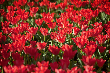 Image showing Blooming red tulips