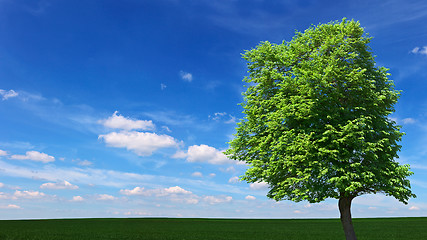 Image showing Large tree among the meadows