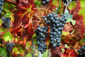 Image showing Black grapes