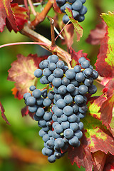 Image showing Black grapes