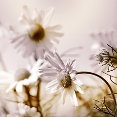 Image showing Daisies