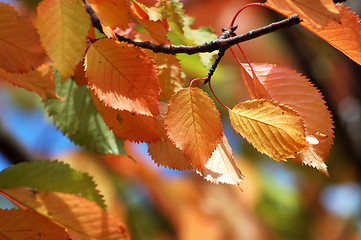 Image showing Autumn leaves