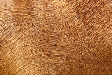 Image showing dog fur