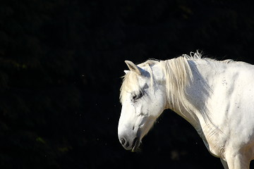 Image showing white horse