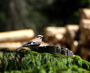 Image showing jay searching for food