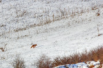 Image showing running red fox