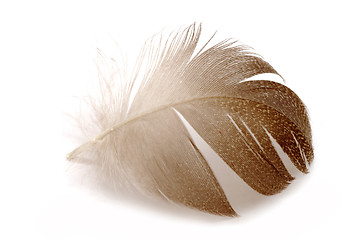 Image showing Feather