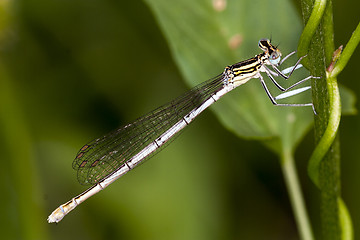 Image showing damselfly resting on leaf