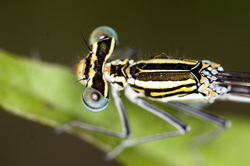 Image showing damselfly resting on leaf; particular