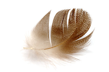 Image showing Feather