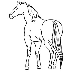 Image showing  Black horse 