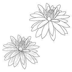 Image showing Oriental lotus - a flower Vector illustration.