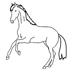 Image showing  Black horse 