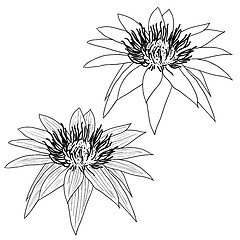 Image showing Oriental lotus - a flower Vector illustration.
