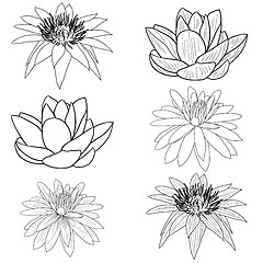 Image showing Oriental lotus - a flower 