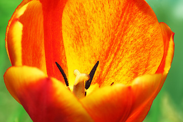 Image showing red with yellow tulip