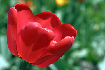 Image showing red tulip