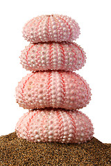 Image showing Seaurchin Stack