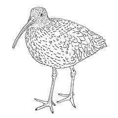 Image showing Eurasian Curlew, bird. Vector illustration.