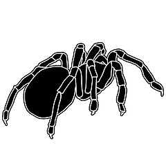 Image showing Tattoo of black widow isolated on white background.