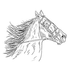 Image showing  Black horse