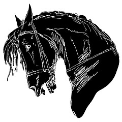 Image showing Black horse 