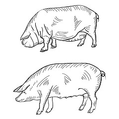 Image showing Pen drawing depicting a pig