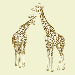 Image showing Two giraffes. Vector illustration.