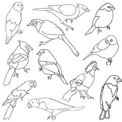 Image showing Vector set of different species of birds.