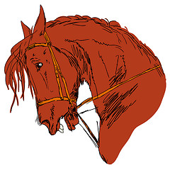 Image showing horse