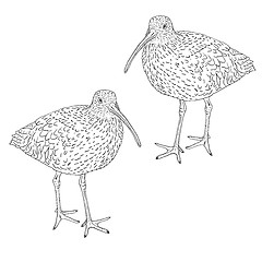 Image showing Eurasian Curlew, bird. Vector illustration.