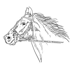 Image showing  Black horse 