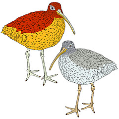 Image showing Eurasian Curlew, bird. Vector illustration.